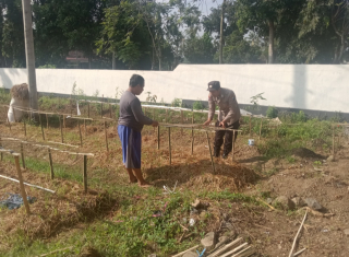 Gelorakan Swasembada Pangan Polisi Tanam Cabe di Lahan Polsek Tamankrocok Bondowoso