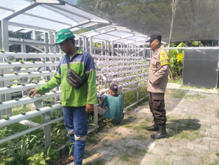 Bhabinkamtibmas Tanjung Perak Berikan Bantuan Paranet dan Pembinaan Ketahanan Pangan di Taman Petekkan