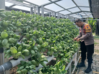 Cek Program Ketahanan Pangan, Bhabinkamtibmas Bongkaran Tinjau Taman Hidroponik Petekkan