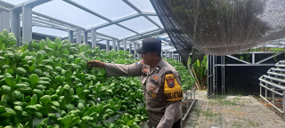 Bhabinkamtibmas Krembangan Utara Tinjau Program Ketahanan Pangan di Taman Hidroponik Petekkan