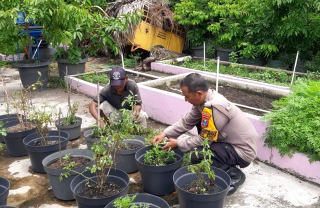 Pengecekan Pekarangan Pangan Bergizi KWT Dorang Cinta Dukung Ketahanan Pangan Wilayah Krembangan