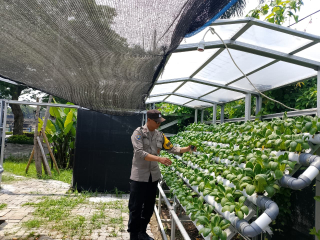 Pembinaan Pekarangan Pangan Hidroponik oleh Bhabinkamtibmas Dorong Ketahanan Pangan dan Kamtibmas di Pabean Cantikan