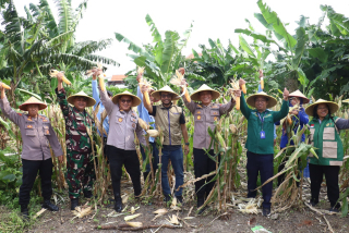 Dukung Asta Cita, Polres Pelabuhan Tanjung Perak Panen 1,6 Ton Jagung di Tambak Wedi
