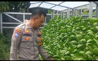 Bhabinkamtibmas Pabean Cantikan Dampingi Pengelola Hidroponik Wujudkan Ketahanan Pangan dan Kamtibmas Kondusif
