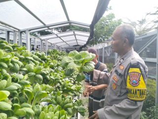 Bhabinkamtibmas Dampingi Pengelola Hidroponik, Dukung Program Ketahanan Pangan di Petekkan Riverside