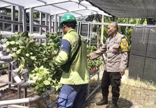 Bhabinkamtibmas Pabean Cantikan Lakukan Pembinaan Hidroponik, Dorong Keberlanjutan Program Ketahanan Pangan
