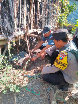 Polres Pelabuhan Tanjung Perak Panen Uwi Ungu, Dukung Program Ketahanan Pangan Nasional