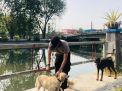 Unit Satwa Satsabhara Polres Tanjung Perak Lakukan Perawatan Rutin Untuk Anjing Pelacak