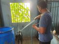Jaga Kesehatan Anjing Pelacak, Unit Satwa Polres Tanjung Perak Lakukan Perawatan Rutin