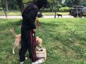 Unit K-9 Lakukan Pelatihan Rutin Anjing Pelacak, Persiapan Operasi Ketupat Semeru 2019