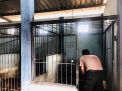 Unit Satwa Satsabhara Polres Tanjung Perak Lakukan Perawatan Rutin Untuk Anjing Pelacak