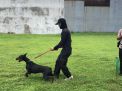Unit K9 Satsabhara Polres Tanjung Perak Lakukan Pelatihan Rutin Anjing Pelacak