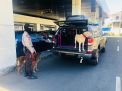 Unit K9 Satsabhara Polres Tanjung Perak Gelar Patroli Antisipasi Bahan Peledak di GSN