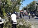 Unit Lantas Polsek Asemrowo Lakukan Pengaturan Bantu Evakuasi Pohon Tumbang