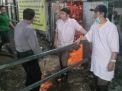 Babinkamtibmas Sidotopo Pantau Proses Penyembelihan Sapi di RPH