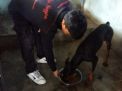 Unit Satwa Satsabhara Lakukan Perawatan Rutin Anjing Pelacak