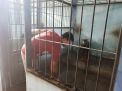 Unit Satwa Satsabhara Polres Tanjung Perak Lakukan Perawatan Hewan Peliharaan