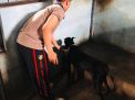 Unit Satwa Satsabhara Polres Tanjung Perak Rutin Lakukan Perawatan Anjing