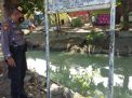 Polsek Asemrowo Cek Debit Air Sungai Pegirian, Situasi Terpantau Normal Terkendali