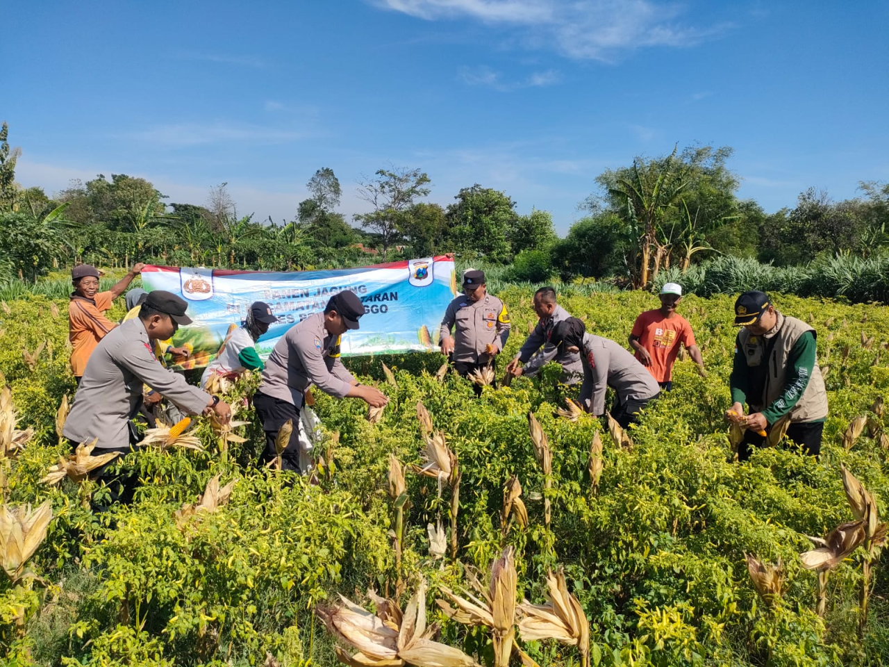 Wujudkan Program Ketahanan Pangan Polres Probolinggo Bersama Kelompok Tani Panen Jagung di Bantaran