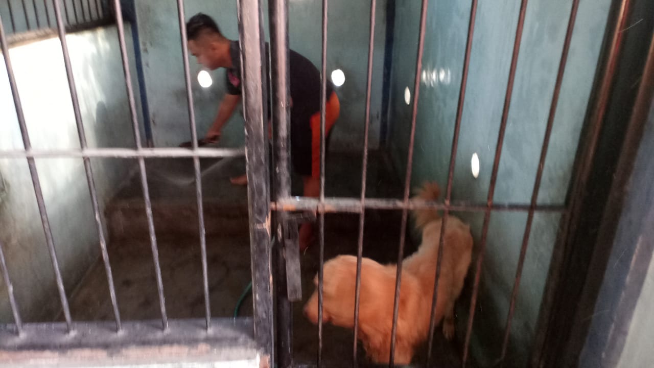 Jaga Kesehatan Satwa, Unit K 9 Polres Tanjung Perak Rutin Lakukan Perawatan